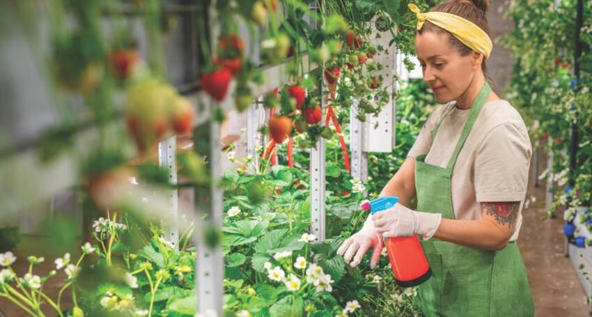 A woman in a greenhouse is spraying plants with innovative techniques.